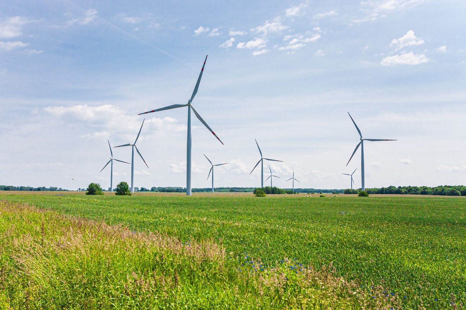 Parque de aerogeneradores repartidos por un campo verde bajo un cielo despejado