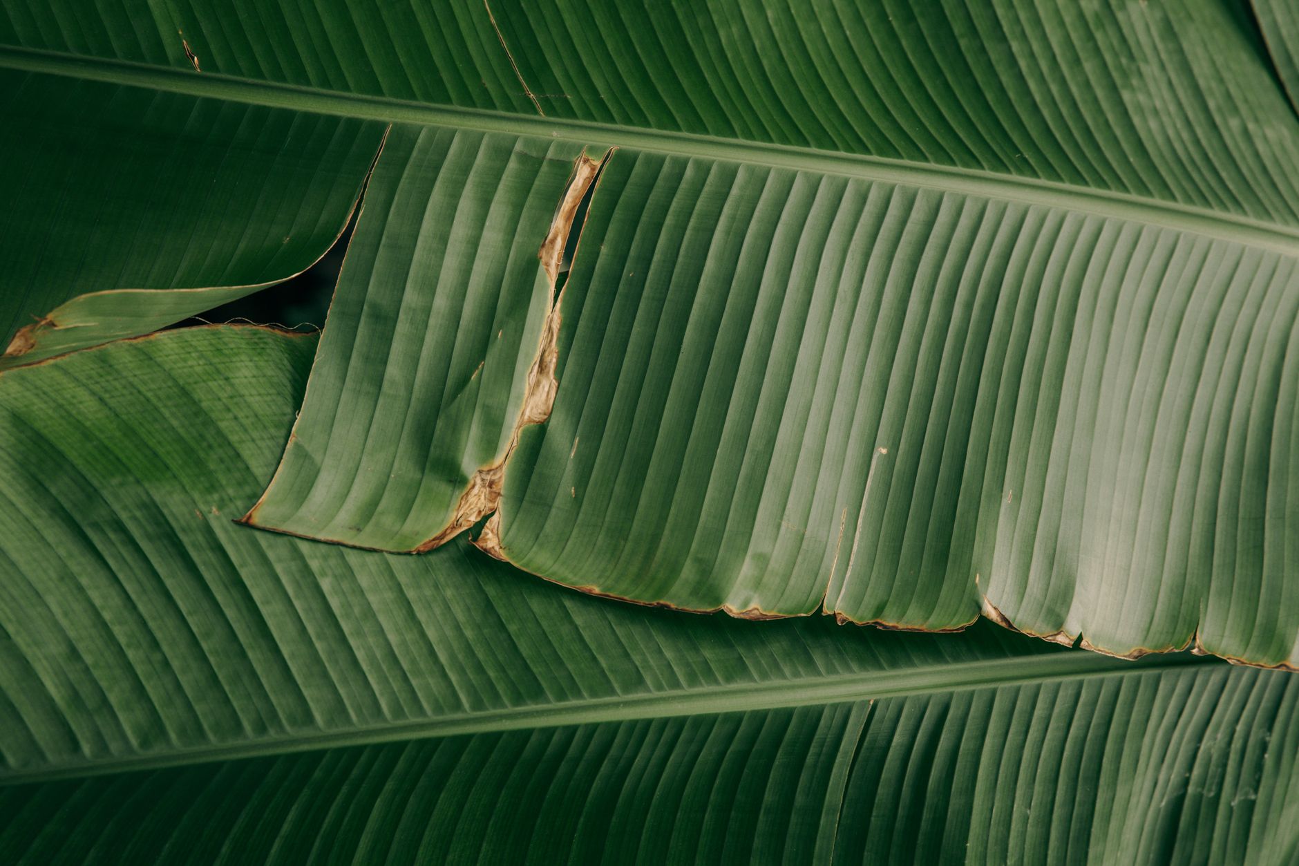 Primer plano de hojas grandes de plátano verde oscuro con nervadura central marcada y bordes algo rasgados