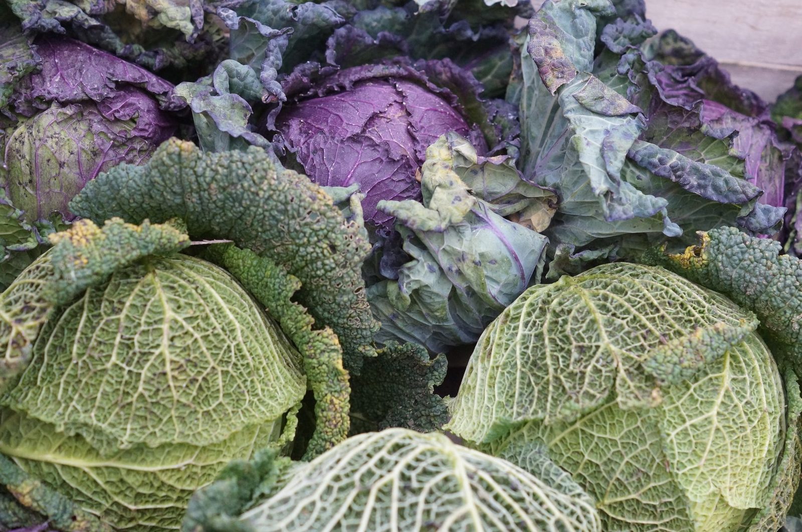 Repollos verdes rizados y morados apilados en un puesto de verduras