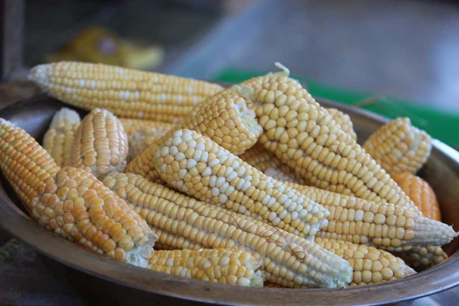 Mazorcas de maíz amarillo claro de granos tiernos apiladas dentro de un plato metálico grande