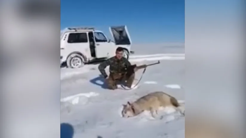 (Video) Karma hace justicia: un lobo vuelve a la vida para vengarse de su cazador
